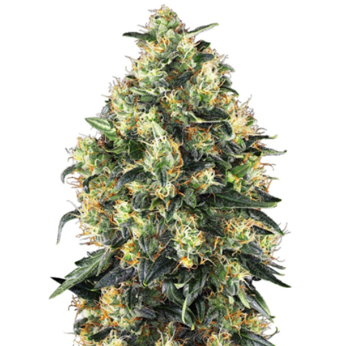 Sensi Seed, Super Skunk Automat, 3 Samen, fem.auto