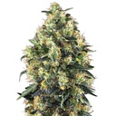 Sensi Seed, Super Skunk Automat, 3 Samen, fem.auto