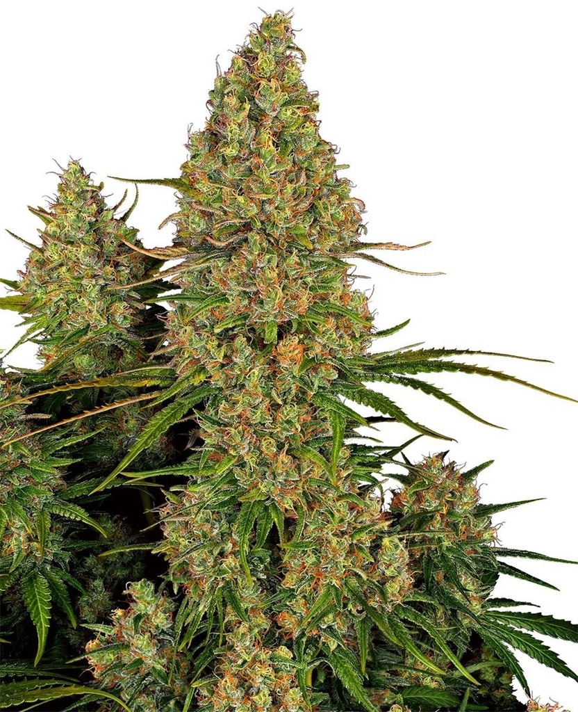 Sensi Seed, Sticky Orange XXL, 3 Seeds, Fem.autom.