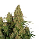 Sensi Seed, Sticky Orange XXL, 3 Samen, fem.autom.