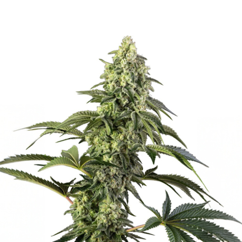 Sensi Seed, Cosmic Kiss, 3 Samen, feminis.