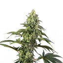 Sensi Seed, Cosmic Kiss, 3 Samen, feminis.