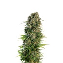 Sensi Seed, Hindu Kush Automa®, 3 Samen, fem.auto