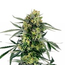 Sensi Seed, Blueberry Candiez, 3 Seeds, Fem.autom.