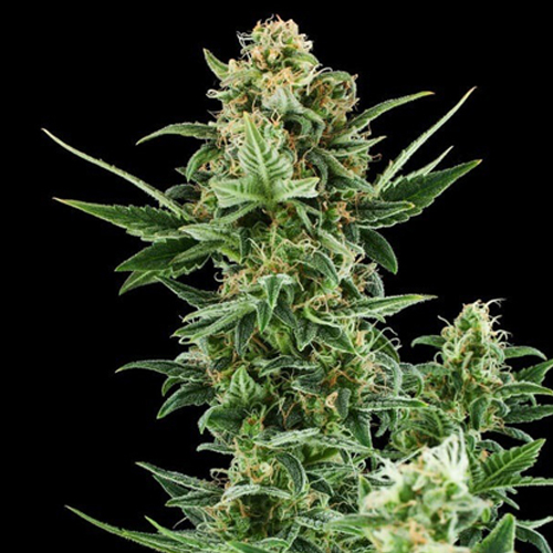 Royal Queen Seeds, Royal Dwarf, 3 Seeds, Fem.auto