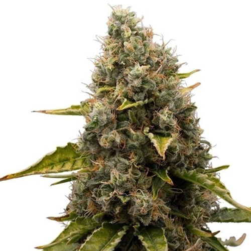 Royal Queen Seeds, White Widow, 3 Seeds, Fem