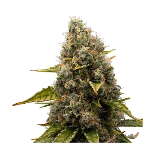 Royal Queen Seeds, White Widow, 3 Seeds, Fem