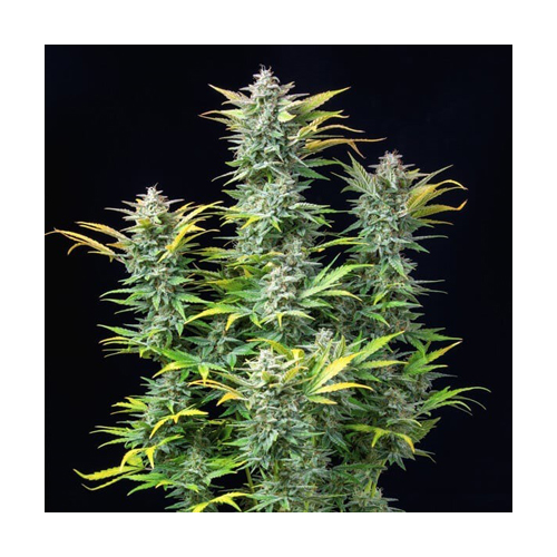 Royal Queen Seeds, Quick One, 3 Samen, f.auto