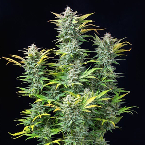 Royal Queen Seeds, Quick One, 3 Seeds, F.auto