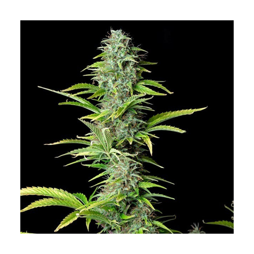 Royal Queen Seeds, Northern Light, 3 Samen, f.auto