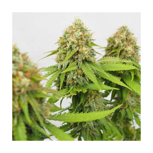 Royal Queen Seeds, CRITICAL, 3 Samen, feminisiert