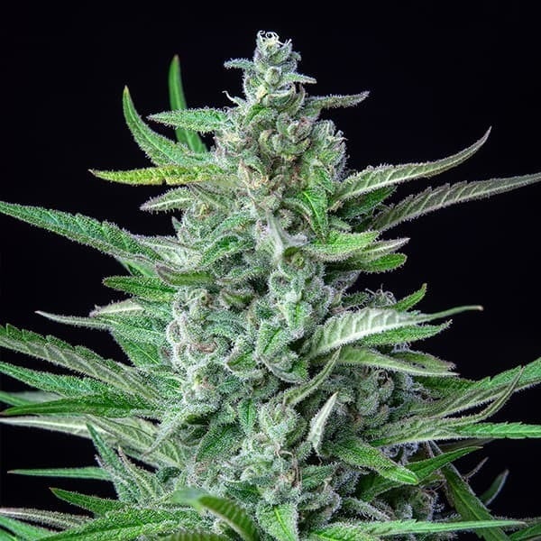 Royal Queen Seeds, Spezial Kush #1, 3 Samen, fem.