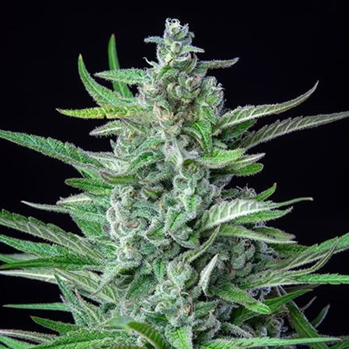 Royal Queen Seeds, Spezial Kush #1, 3 Samen, fem.