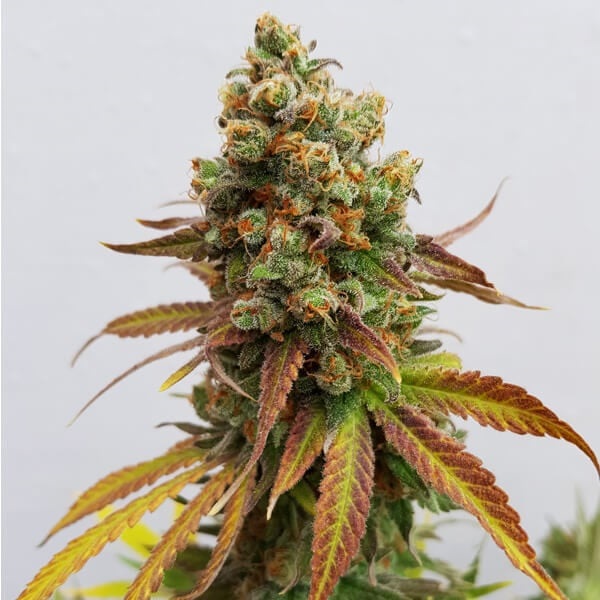 Royal Queen Seeds, Special Queen #1, 3 Seeds, Fem.
