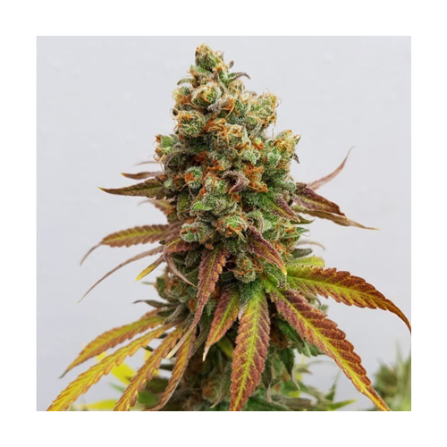 Royal Queen Seeds, Spezial Queen #1, 3 Samen, fem.
