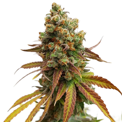 Royal Queen Seeds, Spezial Queen #1, 3 Samen, fem.