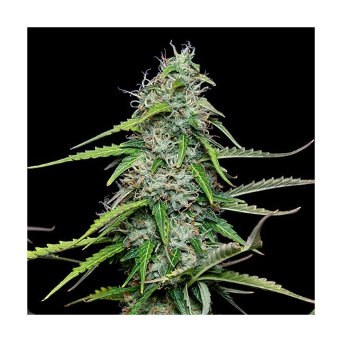 Royal Queen Seeds, Royal Gorilla, 3 Samen, fe.auto