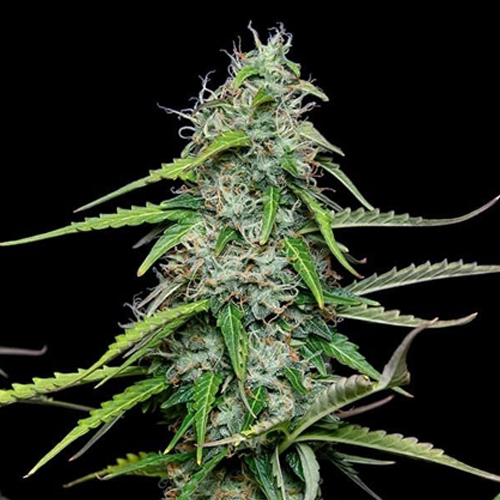 Royal Queen Seeds, Royal Gorilla, 3 Samen, fe.auto