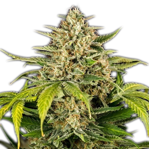 Royal Queen Seeds, Grün Gelato, 3 Samen, fem.auto