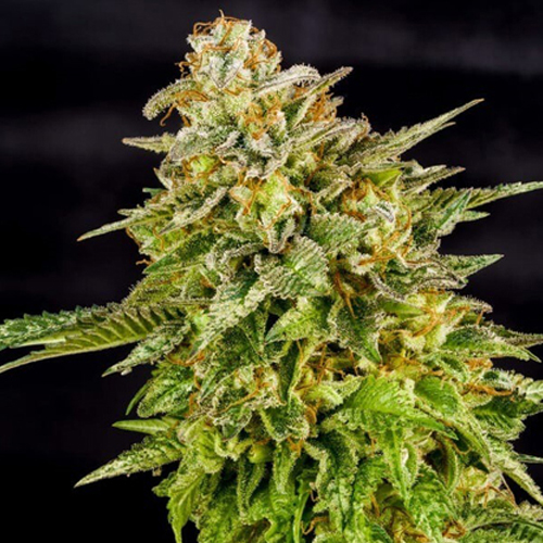 Royal Queen Seeds, O.G. KUSH, 3 Samen, feminisiert