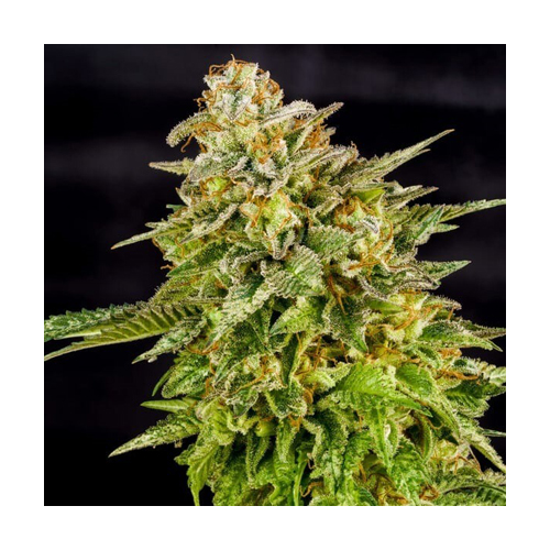 Royal Queen Seeds, O.g. KUSH, 3 Seeds, Feminized