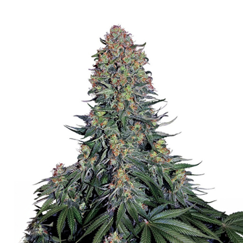Sensi Seed, Blue Skunk ®, 3 seeds, feminized