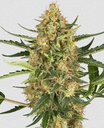Sensi Seed, Blueberry Bubblegum, 3 Samen, fem.auto