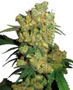 Sensi Seed, Big Bud®, 3 Samen, feminisiert