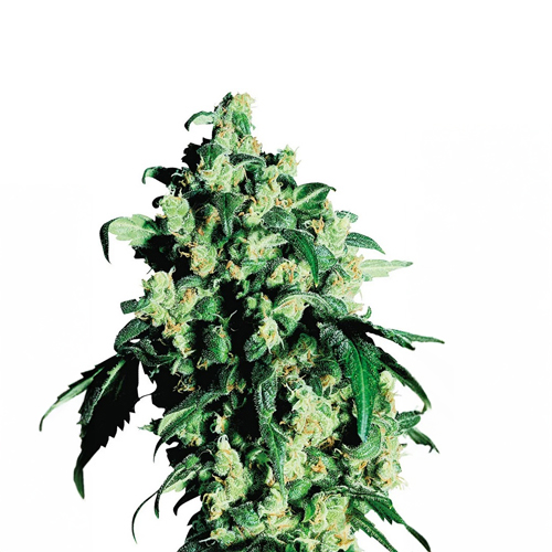 [SEED302] Sensi Seed, Super Skunk®, 3 Seeds, Feminized