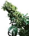 Sensi Seed, NL5 x Haze®, 3 Samen, fem.