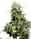 Sensi Seed, California Indica®, 3 Samen, feminis.