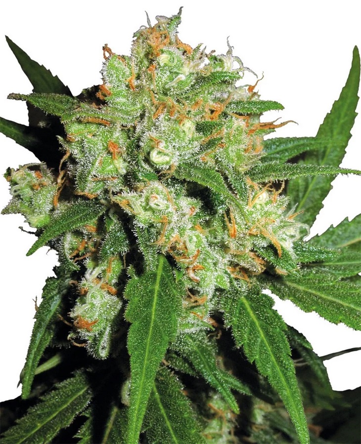 [SEED312] Sensi Seed, Sensi Skunk®, 3 Seeds, Feminized