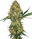 Sensi Seed, Hindu Kush®, 3 Samen, feminisiert
