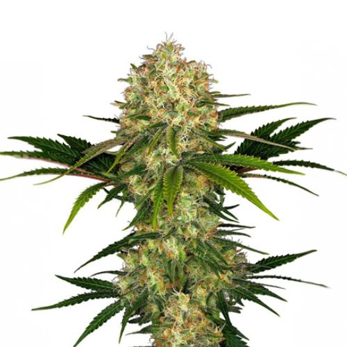 [SEED322] Sensi Seed, Afghani #1®, 3 Seeds, Feminized