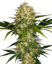 Sensi Seed, Afghani #1®, 3 Samen, feminisiert