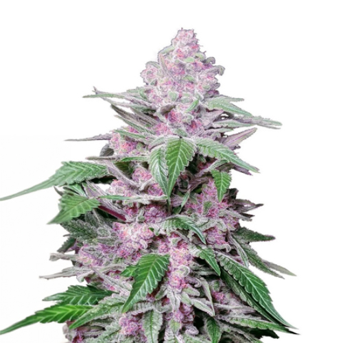 [SEED342] Sensi Seed, Purple Cookie Kush, 3 Seeds, Fem.