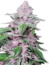 Sensi Seed, Purple Cookie Kush, 3 Samen, femin.