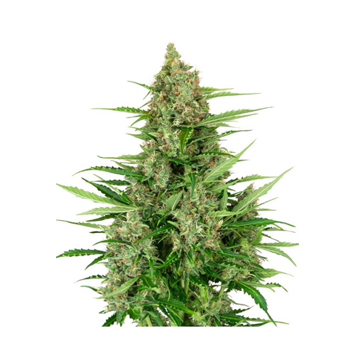 [SEED17AU] Sensi Seed, Double Kush Cake, 3 Samen, fem. autofl