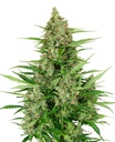 Sensi Seed, Double Kush Cake, 3 Samen, fem. autofl