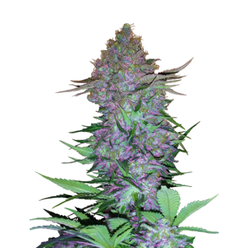 [SEED13AU] Sensi Seed, Purple Skunk, 3 Samen, fem. autofl