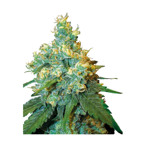 [SEED317] Sensi Seed, Jack Herer®, 3 Seeds, Feminized