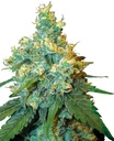 Sensi Seed, Jack Herer®, 3 Samen, feminisiert