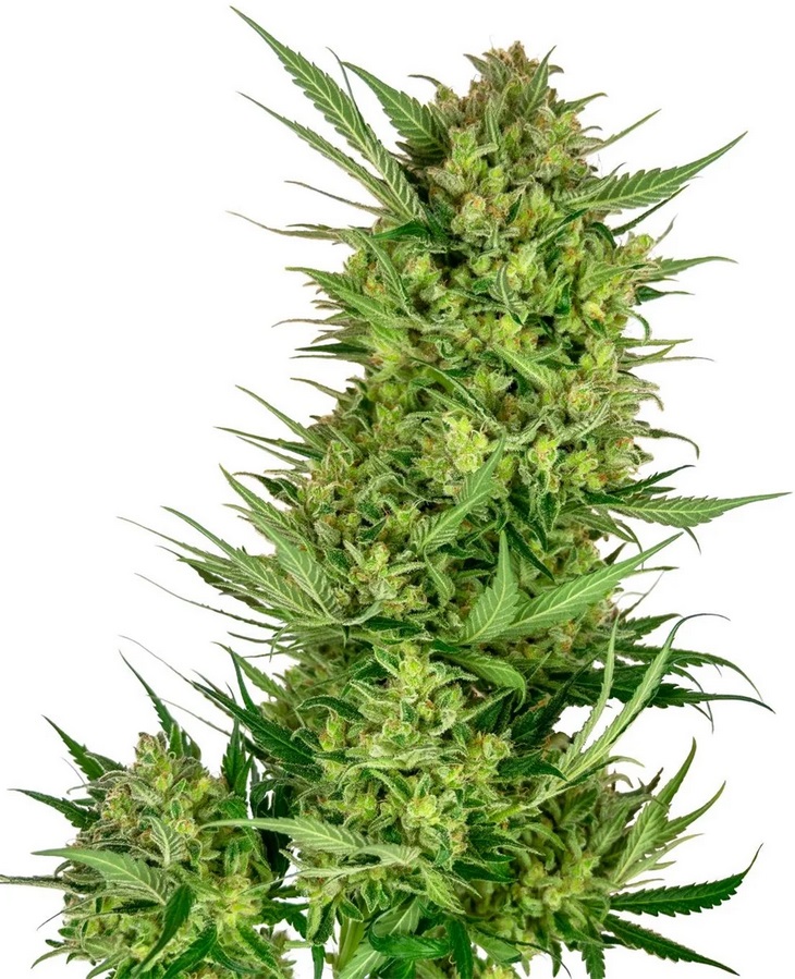 [SEED314] Sensi Seed, Buttercream Gelato, 3 Samen, feminis.