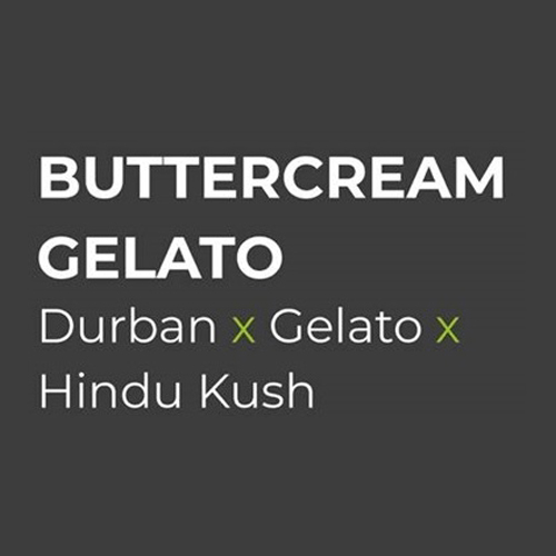 [SEED314] Sensi Seed, Buttercream Gelato, 3 Seeds, Feminized