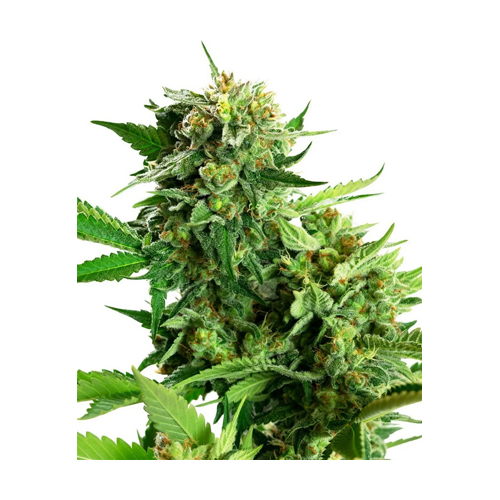 [SEED315] Sensi Seed, Blackberry Cake, 3 Seeds, Feminized