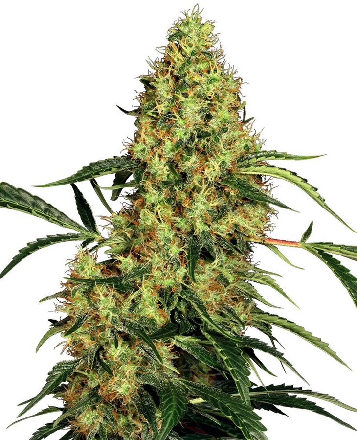[SEEDMEX] Sensi Seed, Mexican Sativa®, 3 Samen, feminis.
