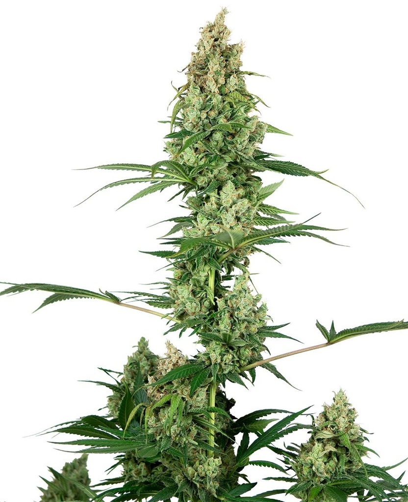 [SEED326] Sensi Seed, Silber Fire®, 3 Samen, feminisiert