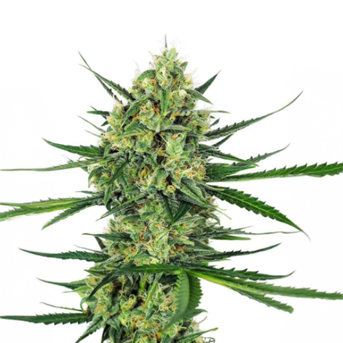 [SEED334] Sensi Seed, Tangerine Sugar ®, 3 Samen, feminis.