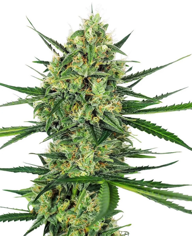 [SEED334] Sensi Seed, Tangerine Sugar ®, 3 Samen, feminis.