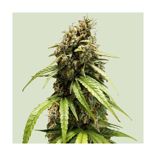 [RQS202A] Royal Queen Seeds, ORION F1, 3 Samen, fem.auto